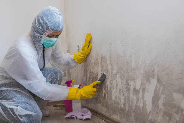 Best Residential Mold Remediation in Rankin, TX