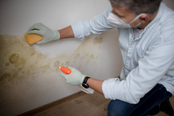 Best Health and Safety Mold Remediation in Rankin, TX
