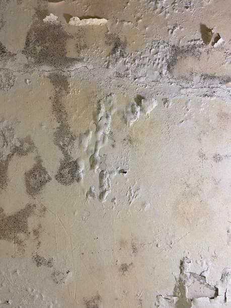 Best Attic Mold Remediation in Rankin, TX