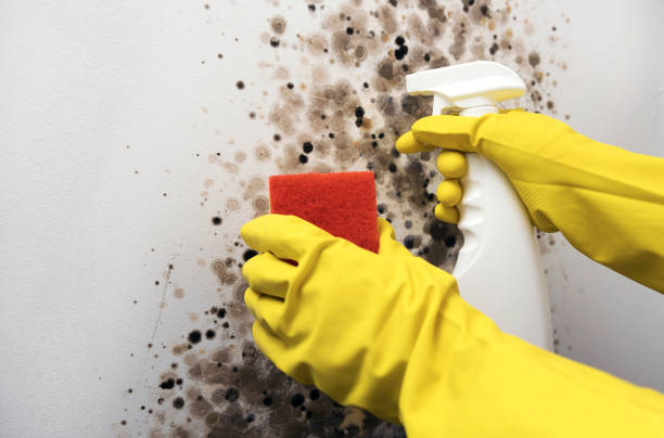 Best White Mold Remediation in Rankin, TX