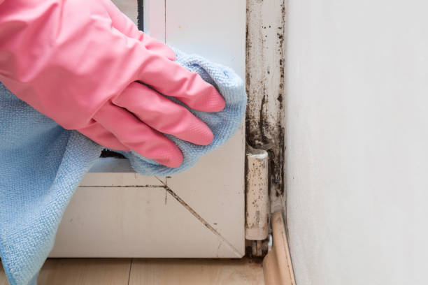 Best Residential Mold Remediation in Rankin, TX